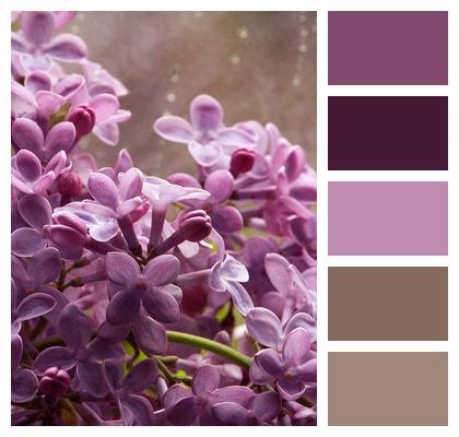 Beautiful Flowers Beautiful Wallpaper Lilac Image